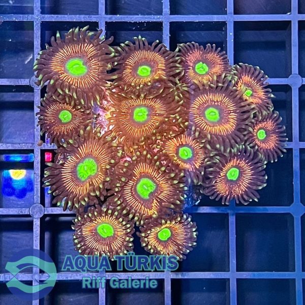 AquaTuerkis-5633.jpeg