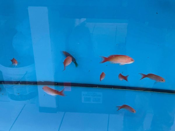 Pseudanthias cooperi - Flammen-Fahnenbarsch S.jpg