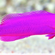 Pseudochromis-fridmani.jpg