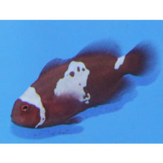 premnas-biaculeatus-maroon-snowflake-clownfish-nachzucht.jpg