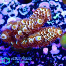 595ec781-9895-4afa-9f14-635be3487a6c (1).jpg