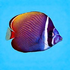 WhatsApp Image 2026-03-27 at 14.29.55.jpeg