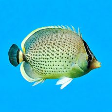 WhatsApp Image 2026-03-27 at 14.52.36.jpeg