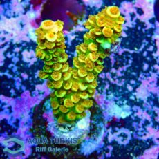 WhatsApp Image 2026-04-02 at 21.54.58.jpeg