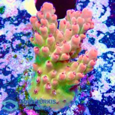 WhatsApp Image 2026-04-02 at 22.13.17.jpeg