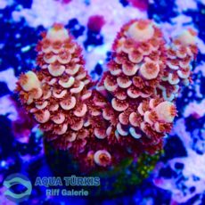 WhatsApp Image 2026-04-02 at 22.07.01.jpeg