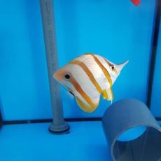 chelmonpinzettefisch.jpg